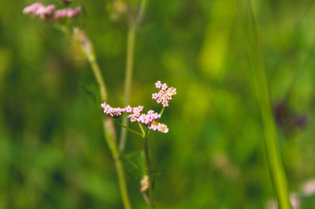 Biodiversità, l’Italia non può più rimandare