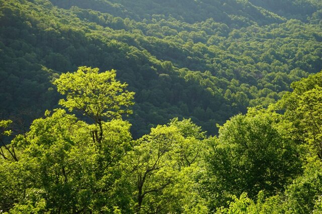 Foreste italiane, Uncem lancia 10 punti per una strategia vera: «Basta perdere tempo»