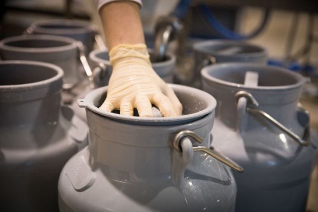 Catino di latte di bufala poco prima della mozzatura