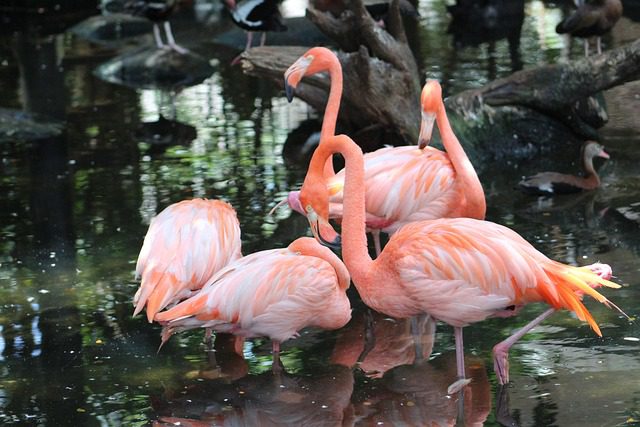 Tres flamencos en un lago