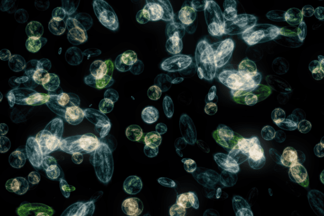 Fellwechsel bei Hund und Katz