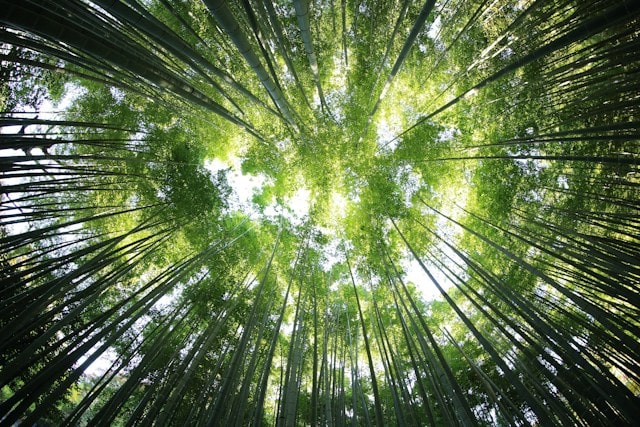 Immagine bosco a rappresentare il concetto di tutela dell'ambiente e quindi le nuove regole contro il greenwashing