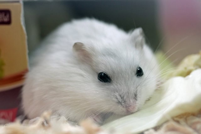 lie-down-hamster
