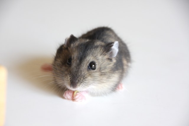 hamster-eat-sweet- potato1