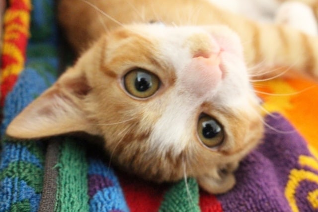 cat1