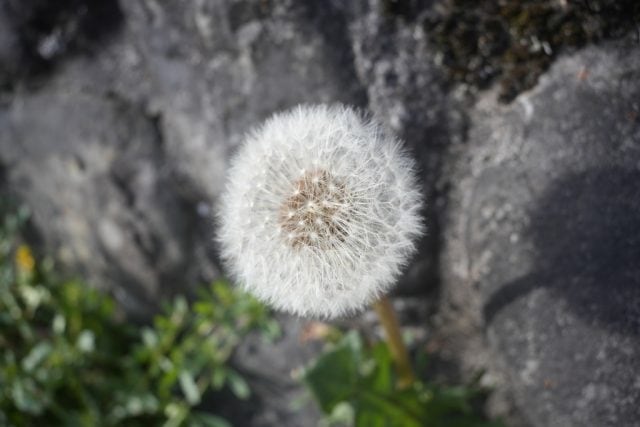 Leica Hektor 28mm F6.3 作例 たんぽぽの綿毛 白