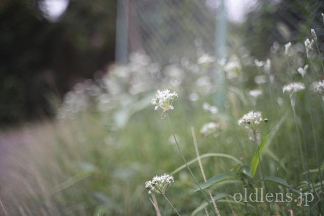 konica hexanon ar 40mm f1.8 review 作例 草花 植物 エモい写真 エモい画像 レトロ