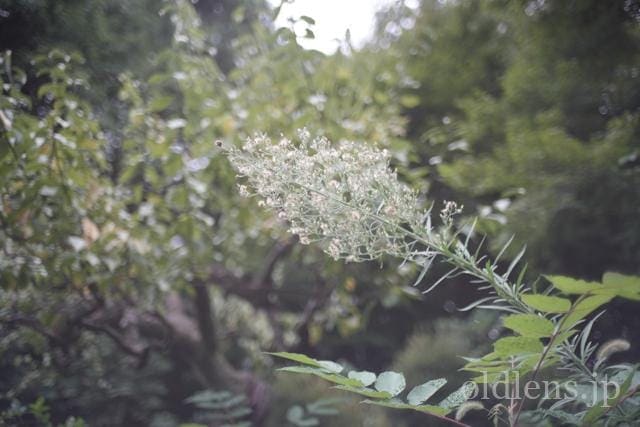 konica hexanon ar 40mm f1.8 滲むオールドレンズ review 作例 草花 植物