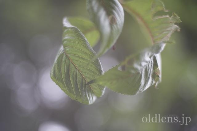 konica hexanon ar 40mm f1.8 review 作例 木々の葉 玉ボケ