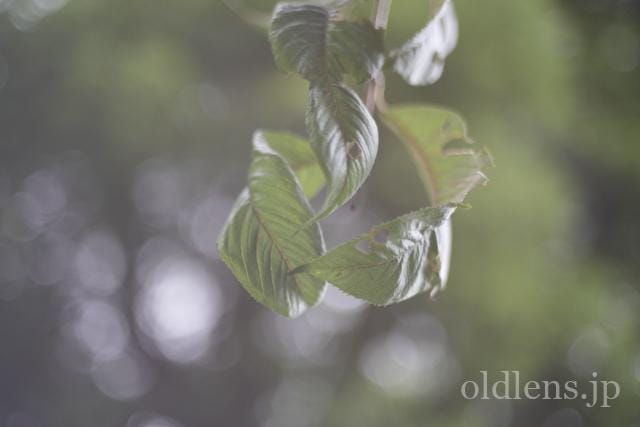 konica hexanon ar 40mm f1.8 review 作例 木々の葉 玉ボケ バブルボケ エモい写真 エモい画像 レトロ