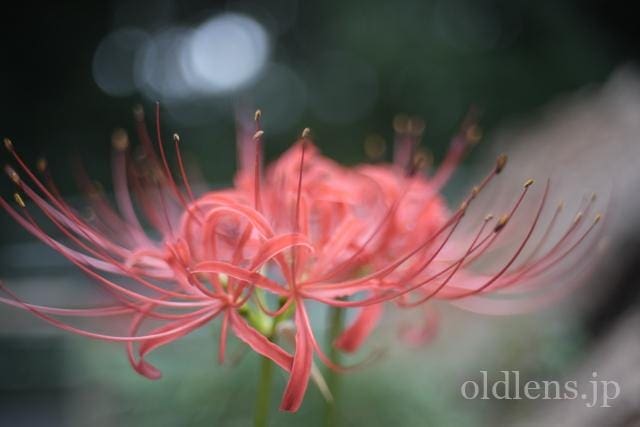 konica hexanon ar 40mm f1.8 review 作例 曼珠沙華 彼岸花 玉ボケ エモい写真 エモい画像 レトロ