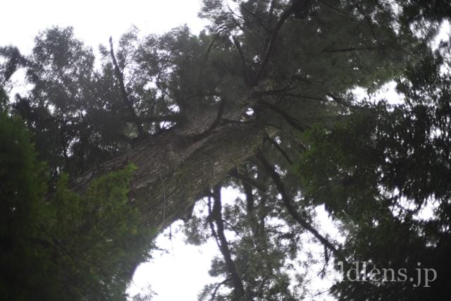 konica hexanon ar 40mm f1.8 review 作例 大杉 大木 エモい写真 エモい画像 レトロ