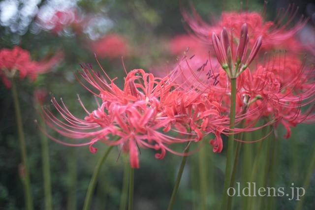 konica hexanon ar 40mm f1.8 review 作例 曼珠沙華 彼岸花 エモい写真 エモい画像 レトロ