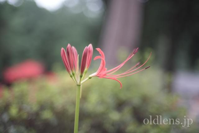 konica hexanon ar 40mm f1.8 review 作例 曼珠沙華 彼岸花 咲きかけ 咲く途中 エモい写真 エモい画像 レトロ