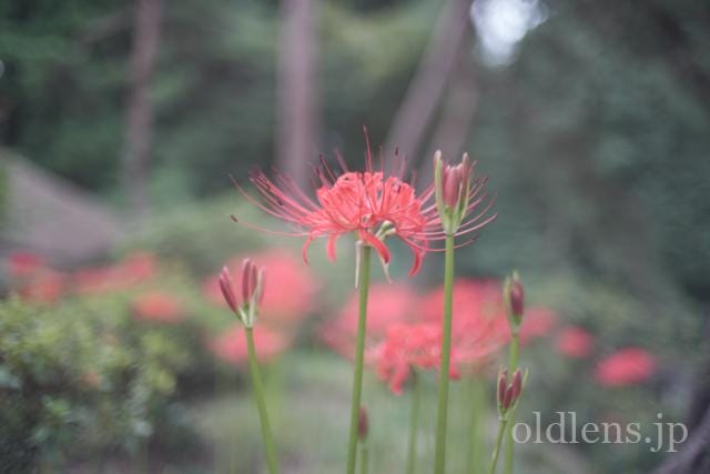 konica hexanon ar 40mm f1.8 review 作例 曼珠沙華 彼岸花 エモい写真 エモい画像 レトロ