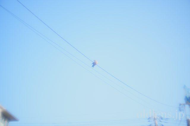 MS-OPTICS VARIOPRASMA 50mm F1.5 Review 作例画像 エモい写真 宮崎光学バリオプラズマ 青空 鳥 風景