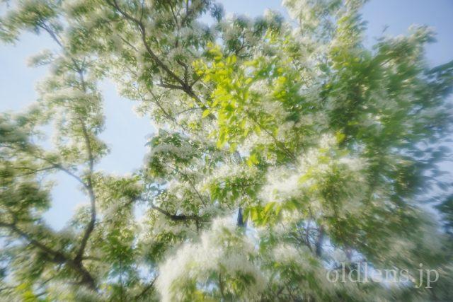 MS-OPTICS VARIOPRASMA 50mm F1.5 Review 作例画像 エモい写真 宮崎光学バリオプラズマ 花 flower 自然 natuer