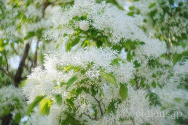 MS-OPTICS VARIOPRASMA 50mm F1.5 Review 作例画像 エモい写真 宮崎光学バリオプラズマ 花 flower 自然 natuer