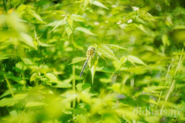 宮崎光学 VARIOPRASMA 50mm F1.5 Review作例 MS-OPTICSのバリオ