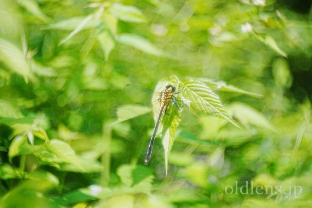 MS-OPTICS VARIOPRASMA 50mm F1.5 Review 作例画像 エモい写真 宮崎光学バリオプラズマ トンボ 自然 風景