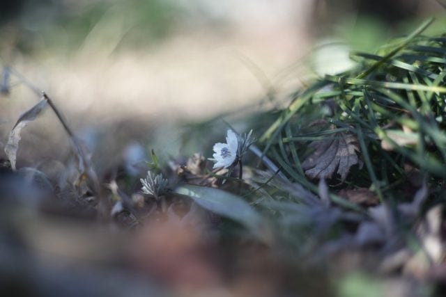 Leica Summicron 50mm F2 レビュー作例 沈胴ズミクロン第一世代1st