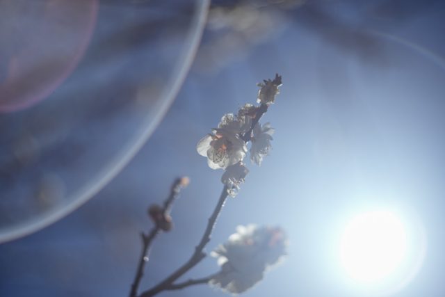 Summicron 5cm F2 作例 吉野梅郷 虹ゴーストと梅