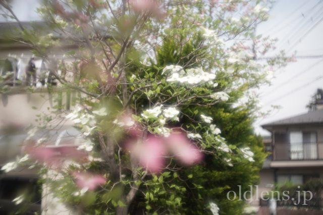宮崎光学 VARIOPRASMA 50mm f1.5 MS-OPTICS Review 作例 Bokeh Monster 現行の銘玉 滲み 花