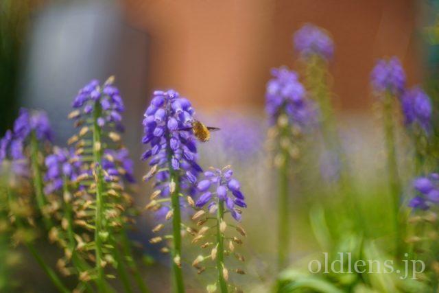 宮崎光学 VARIOPRASMA 50mm f1.5 MS-OPTICS Review 作例 Bokeh Monster 現行の銘玉 滲み 花 flower