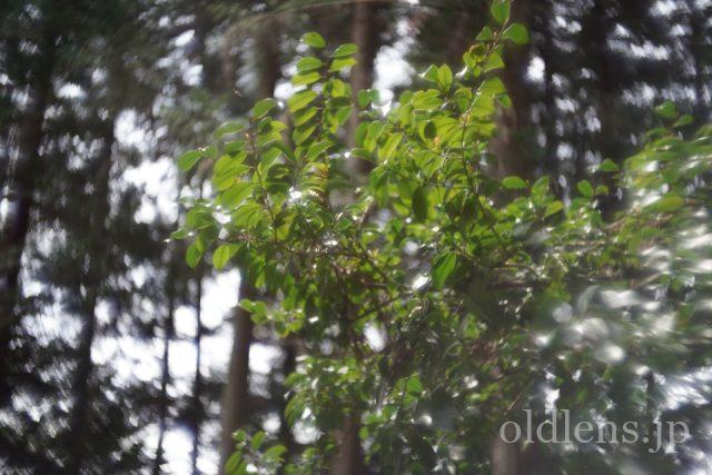 宮崎光学 VARIOPRASMA 50mm f1.5 MS-OPTICS Review 作例 Bokeh Monster 現行の銘玉 滲み グルグルボケ シャボン玉ボケバブルボケ 風景 自然 森林