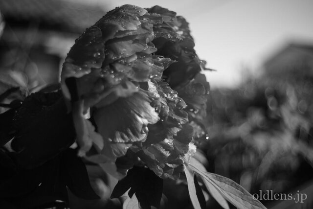 Konica Hexanon AR 35mm f2.8 作例画像 エモい写真が撮れるオールドレンズ 薔薇 花 モノクロ