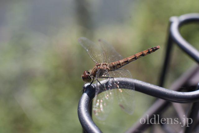 Nikkor 50mm f1.4 Ai-S 作例 トンボ 昆虫