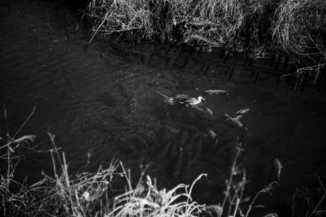 Leica Summar 50mm f2 作例