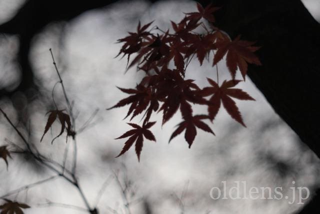 Auto Chinon 55mm f1.7 Macro Multi Coated作例Review 楓 maple 冬 winter 日本 japan 紅葉