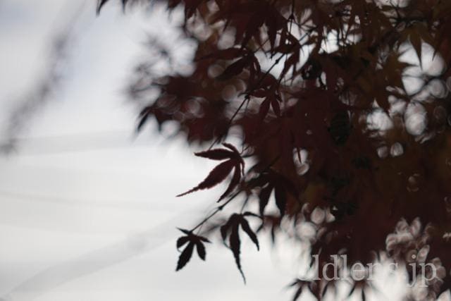 Auto Chinon 55mm f1.7 Macro Multi Coated作例Review 楓 maple 冬 winter 日本 japan 紅葉