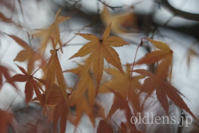 Auto Chinon 55mm f1.7 Macro Multi Coated作例Review 楓 maple 冬 winter 日本 japan 紅葉
