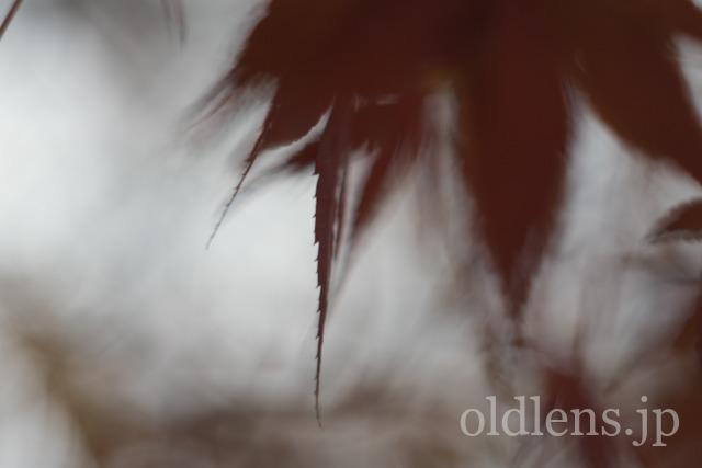 Auto Chinon 55mm f1.7 Macro Multi Coated作例Review 楓 maple 冬 winter 日本 japan 紅葉