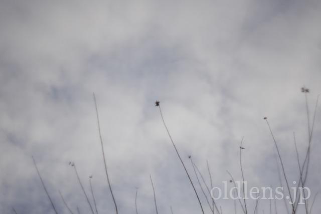 Auto Chinon 55mm f1.7 Macro Multi Coated作例Review 木々 植物 自然 風景 冬 winter 日本 japan 雲り空