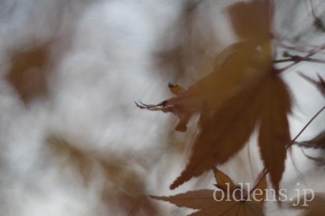 Auto Chinon 55mm f1.7 Macro Multi Coated作例Review 木々 植物 自然 風景 冬 winter 日本 japan 紅葉