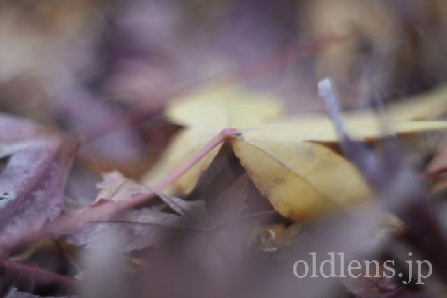 Auto Chinon 55mm f1.7 Macro Multi Coated作例Review 落ち葉 自然 風景 冬 winter 日本 japan 紅葉