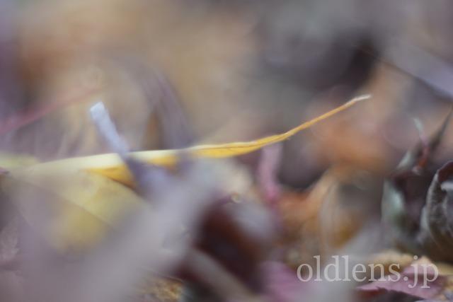 Auto Chinon 55mm f1.7 Macro Multi Coated作例Review 落ち葉 自然 風景 冬 winter 日本 japan 紅葉
