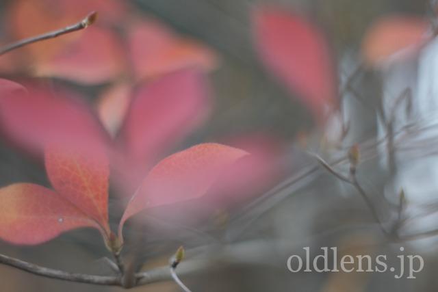 Auto Chinon 55mm f1.7 Macro Multi Coated作例Review 木々 植物 自然 風景 冬 winter 日本 japanAuto Chinon 55mm f1.7 Macro Multi Coated作例Review 木々の葉 自然 風景 冬 winter 日本 japan 紅葉