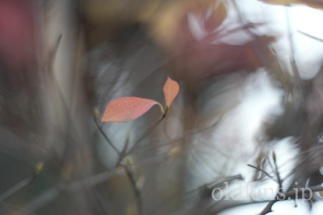 【動作確認ＯＫ】CHINON　AUTO3001 2歳8ヶ月の子供にフィルムカメラCHINON AUTO 3001を持たせて、一緒に