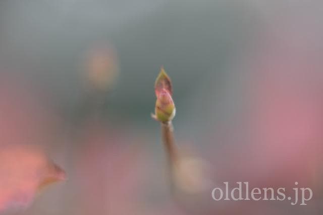 Auto Chinon 55mm f1.7 Macro Multi Coated作例Review 木々 植物 自然 風景 冬 winter 日本 japanAuto Chinon 55mm f1.7 Macro Multi Coated作例Review 木々の葉 自然 風景 冬 winter 日本 japan 紅葉