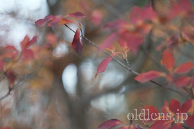 Auto Chinon 55mm f1.7 Macro Multi Coated作例Review 木々 植物 自然 風景 冬 winter 日本 japanAuto Chinon 55mm f1.7 Macro Multi Coated作例Review 木々の葉 自然 風景 冬 winter 日本 japan 紅葉
