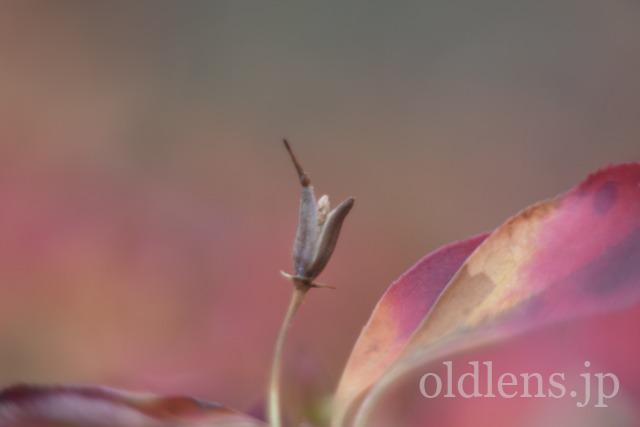 Auto Chinon 55mm f1.7 Macro Multi Coated作例Review 木々 植物 自然 風景 冬 winter 日本 japan