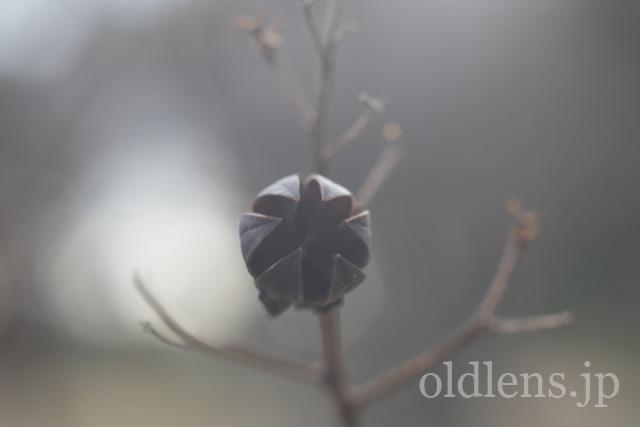 Auto Chinon 55mm f1.7 Macro Multi Coated作例Review 木々 植物 自然 風景 冬 winter 日本 japanAuto Chinon 55mm f1.7 Macro Multi Coated作例Review 木々の葉 自然 風景 冬 winter 日本 japan