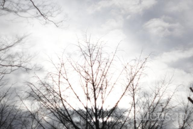 Auto Chinon 55mm f1.7 Macro Multi Coated作例Review 木々 植物 自然 風景 冬 winter 日本 japan 曇り空