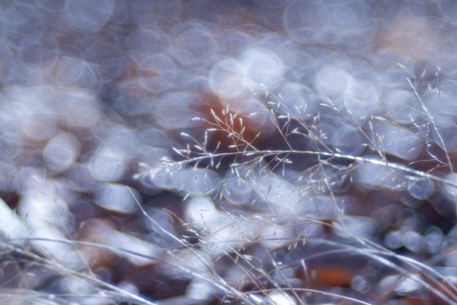 Trioplan 100mm f2.8VのReview作例 シャボン玉バブルボケ Meyer