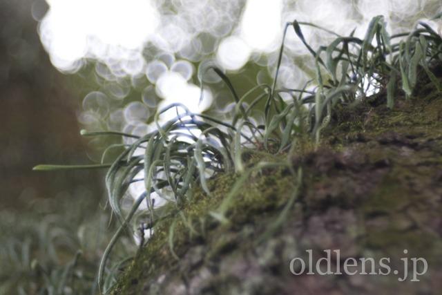 Trioplan 100mm f2.8VのReview作例 シャボン玉バブルボケ Meyer-Optik