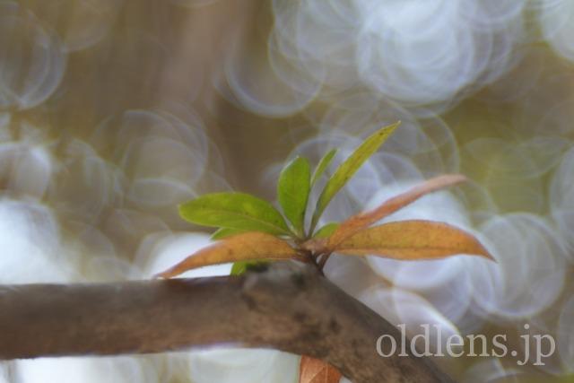 ☆希少☆メイヤートリオプラン 100mm F4.5 改造レンズ➕M42ヘリコイド